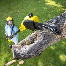 Best Grass Overseeding  in Rockdale, IL